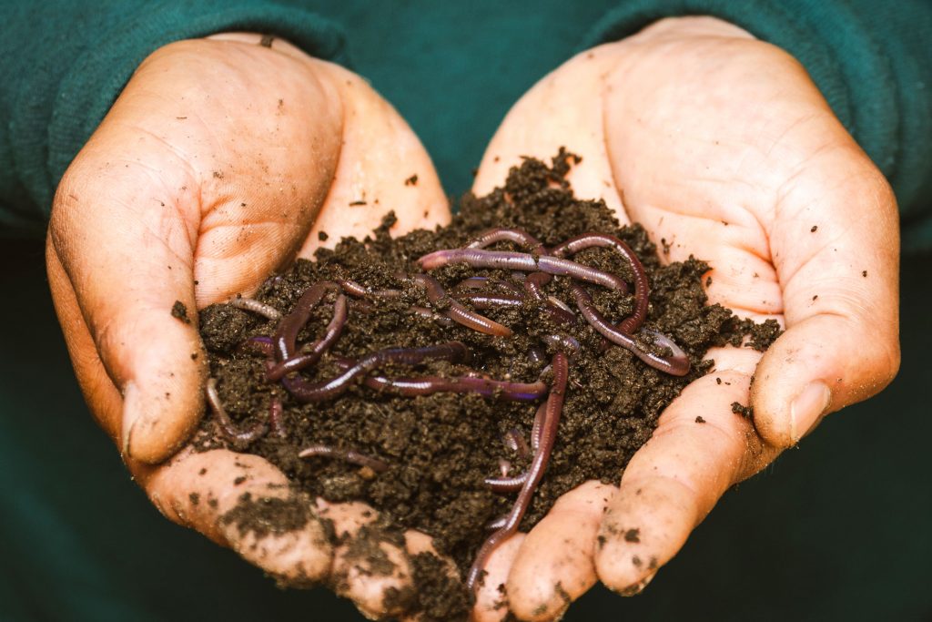 Hände halten Kompost mit Regenwürmern