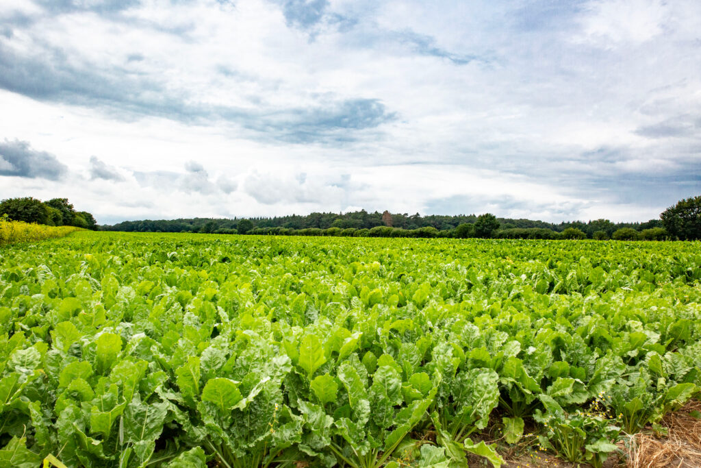 Recyclingwunder Biomüll: Salat-Feld in der Nähe von Lübeck, versorgt vom Biobauer mit Komposterde aus Bioabfall